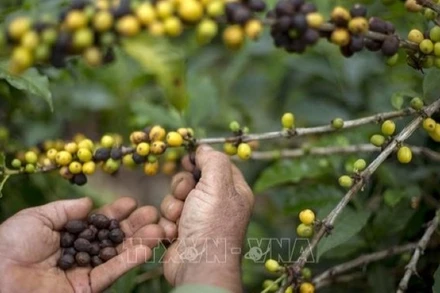 Mức áp thuế 50% mà Mỹ áp lên Brazil gần như đã “đóng băng” dòng chảy thương mại song phương, qua đó tiếp sức cho giá cà-phê phục hồi. (Ảnh: TTXVN)