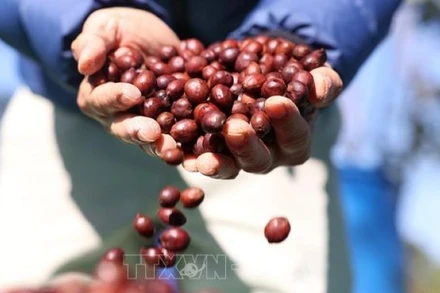 Cà-phê đặc sản của trang trại Aeroco Coffee, thành phố Buôn Ma Thuột, tỉnh Đắk Lắk. (Tuấn Anh/TTXVN)