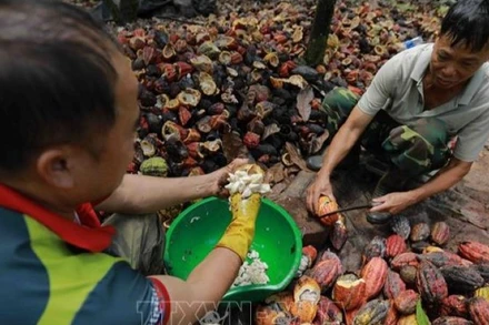 Nông dân thu hoạch ca-cao ở xã Ea Kna, huyện Krông Ana, Đắk Lắk. (Ảnh: Vũ Sinh/TTXVN)