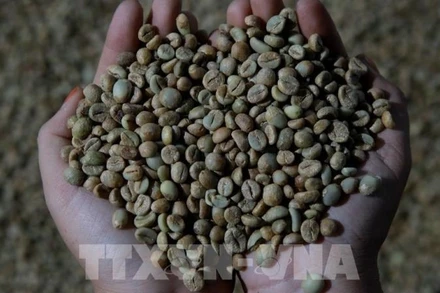 Giá cà-phê Robusta ghi nhận phiên tăng thứ ba liên tiếp. (Ảnh: TTXVN)
