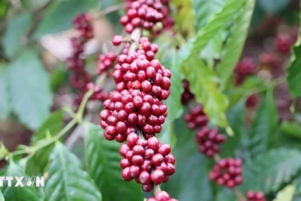 Cà-phê trồng tại Đắk Lắk niên vụ 2024-2025. (Ảnh: Hoài Thu/TTXVN)