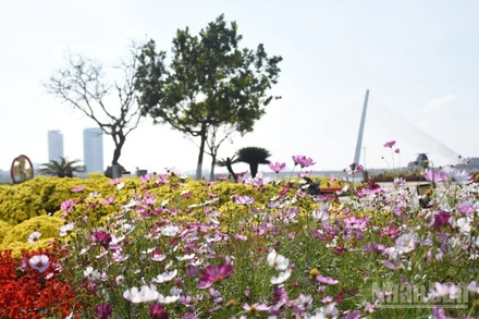 Đà Nẵng mùa xuân Bính Ngọ năm 2026. 