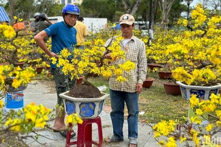 Chợ hoa Tết Bính Ngọ 2026 tại Đà Nẵng sẽ có 277 lô hoa.