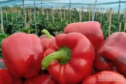 Cần thiết phải nâng cao nhận thức về chống thất thoát, lãng phí thực phẩm. (Ảnh: HNV)