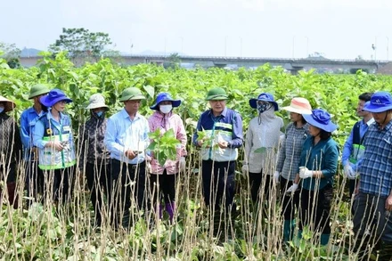 Ông Lê Quốc Thanh, Giám đốc Trung tâm Khuyến nông Quốc gia (thứ 6 từ phải sang) trao đổi với nông dân tỉnh Lào Cai về giải pháp chăm sóc cây dâu tằm sau bão lũ. (Ảnh: KHUYẾN NÔNG QUỐC GIA)
