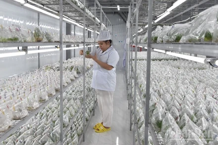 Giống cấy mô tại Hợp tác xã Nông nghiệp công nghệ cao Kim Phát.