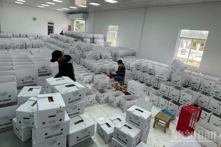 Số doanh nghiệp trong lĩnh vực nông nghiệp gia tăng. (Ảnh: HNV)