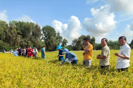 Nông dân Đồng bằng sông Cửu Long áp dụng thực hành canh tác bền vững nhằm đáp ứng yêu cầu của các thị trường xuất khẩu cao cấp khi tham gia dự án Chuỗi giá trị lúa gạo bền vững tại vùng do ACIAR và SunRice đồng đầu tư giai đoạn 2022-2025. (Ảnh: Đại sứ quán Australia)