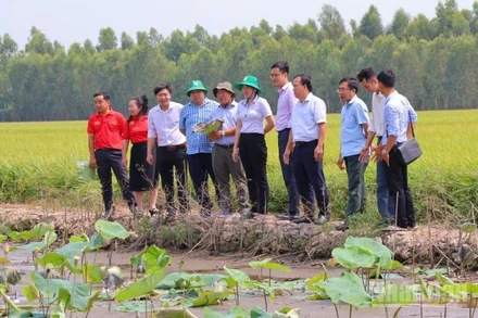 Cán bộ kỹ thuật, tư vấn và hộ nông dân xuống tận ruộng sen xem tình hình dịch bệnh cây sen. (Ảnh: PV)
