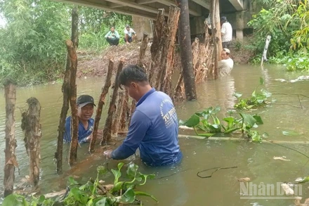 Người dân xã Mỹ Thành, tỉnh Đồng Tháp chủ động đắp đập tạm để bảo vệ vườn cây ăn trái của mình khi triều cường dâng cao.