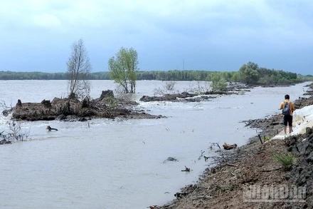 Sóng biển gây sạt lở nghiêm trọng vùng ven biển Hố Gùi, xã Tân Tiến, tỉnh Cà Mau.