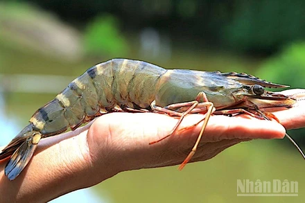 Tôm sú sinh thái ở miệt rừng ngập mặn Cà Mau.