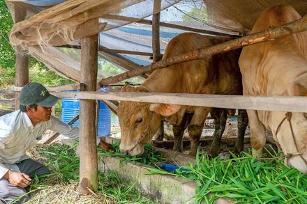 Hộ nghèo xã Tân Lộc (tỉnh Cà Mau) được tiếp cận vốn chính sách thực hiện mô hình chăn nuôi bò tại nhà.