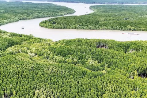 Rừng ngập mặn Cần Giờ, Thành phố Hồ Chí Minh. (Ảnh: HỒNG ĐẠT)