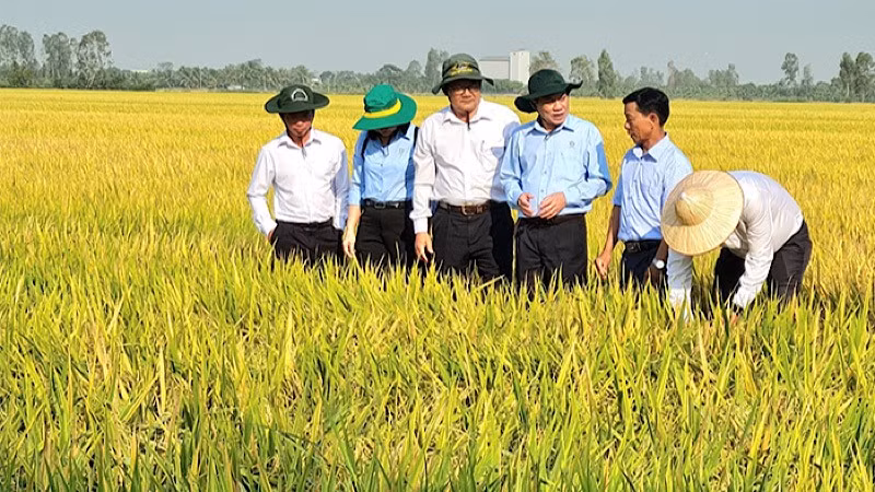 Nông dân Cần Thơ trồng lúa phát thải thấp, thích ứng với biến đổi khí hậu.