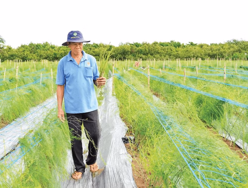 Vùng trồng măng tây của xã viên Hợp tác xã hành tím Vĩnh Châu ở xã Vĩnh Hải, thành phố Cần Thơ.