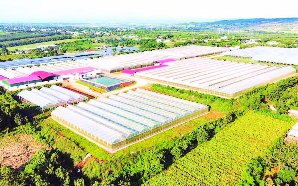 Gia Lai được coi là một trong những vùng trồng chanh leo lớn nhất cả nước.