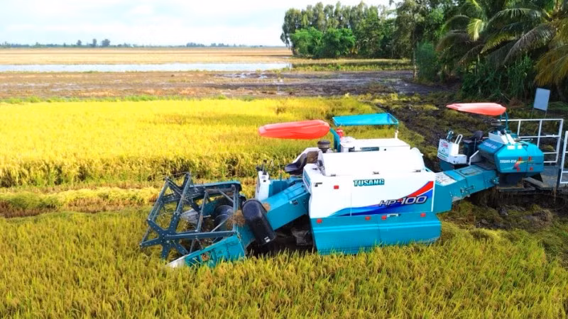 Thu hoạch lúa chất lượng cao tại thành phố Cần Thơ.