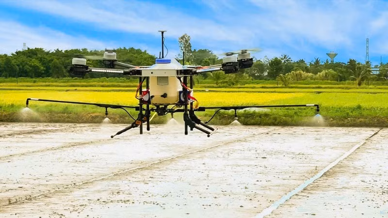 Nông dân Cần Thơ sử dụng máy bay không người lái (drone) phun xịt phân, thuốc trên cánh đồng lúa chất lượng cao. 