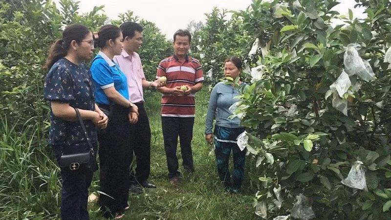 Cán bộ Ngân hàng Chính sách xã hội chi nhánh Cần Thơ động viên hộ vay vốn phát triển kinh tế vườn ở huyện Thới Lai.