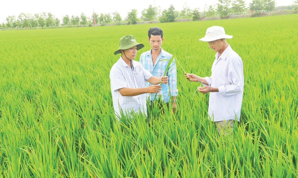Tổ khuyến nông cộng đồng xã Vĩnh Thuận Tây, huyện Vị Thủy (Hậu Giang) luôn sát cánh cùng bà con nông dân.