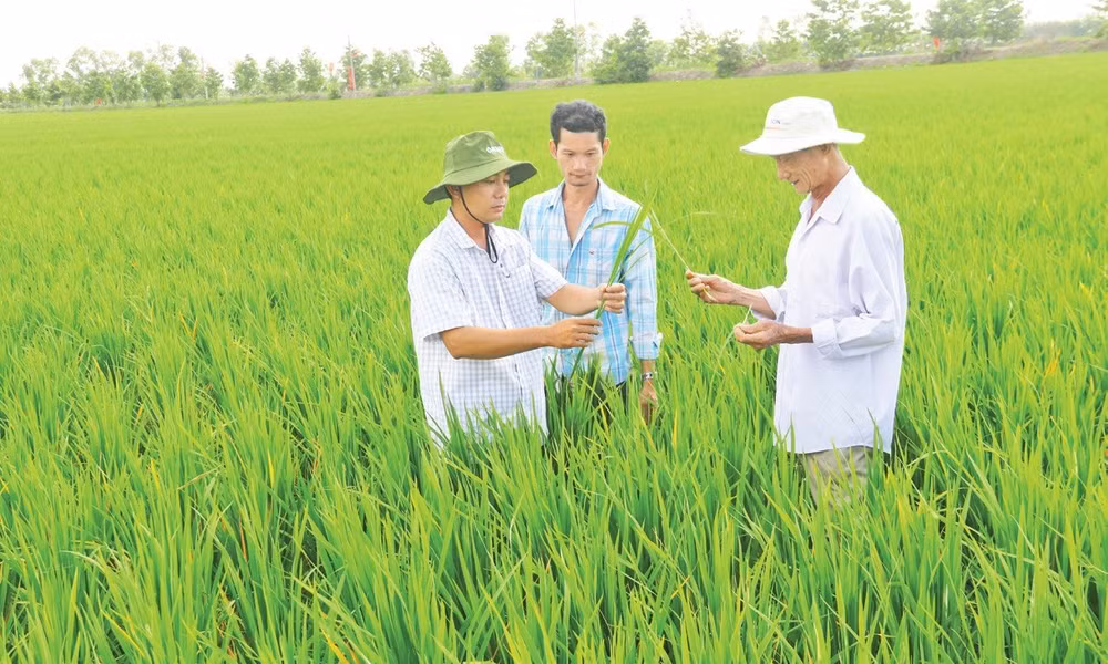 Tổ khuyến nông cộng đồng xã Vĩnh Thuận Tây, huyện Vị Thủy (Hậu Giang) luôn sát cánh cùng bà con nông dân.
