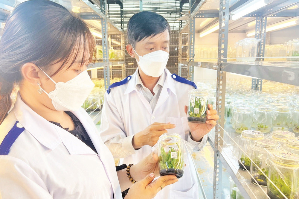 Ứng dụng công nghệ trong nhân giống tại Trung tâm Giống và hoa kiểng tỉnh Bến Tre.