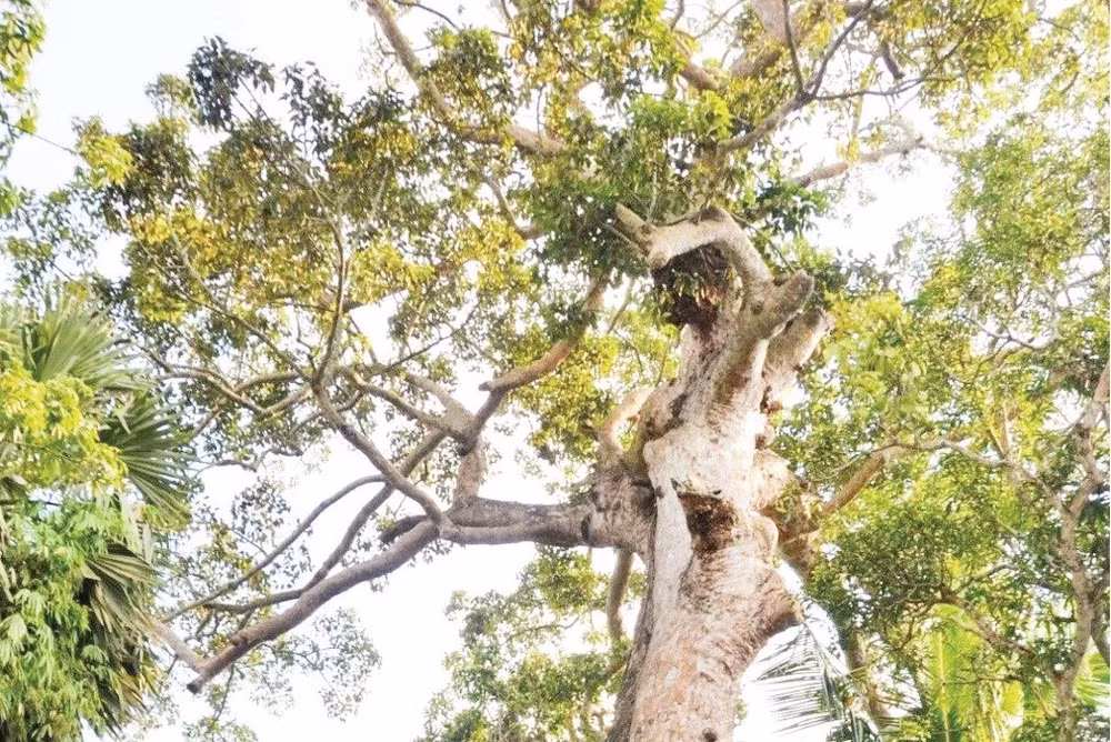 Cây Di sản dầu rái hơn 700 năm ở huyện Tri Tôn.