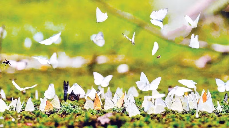 Vườn quốc gia Cúc Phương hiện là ngôi nhà chung của 378 loài bướm, chiếm tới 38% tổng số loài bướm tại Việt Nam.