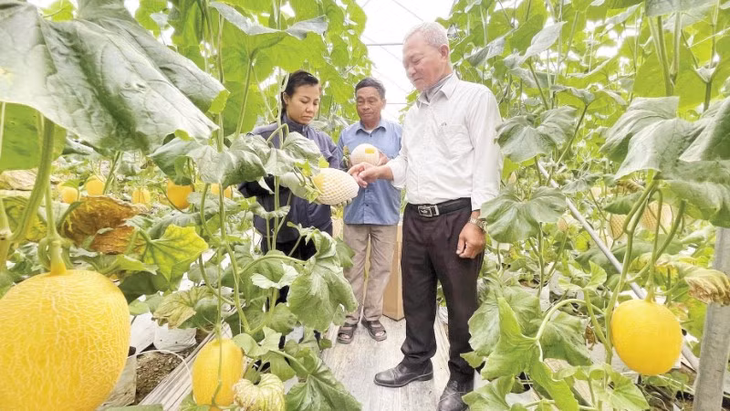 Mô hình trồng dưa lưới chất lượng cao của Hợp tác xã Tân Minh Đức.