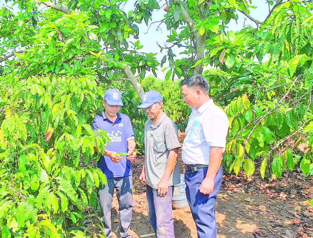 Cán bộ xã Mô Rai, tỉnh Quảng Ngãi (mới) hướng dẫn nông dân kỹ thuật chăm sóc cây cà-phê.
