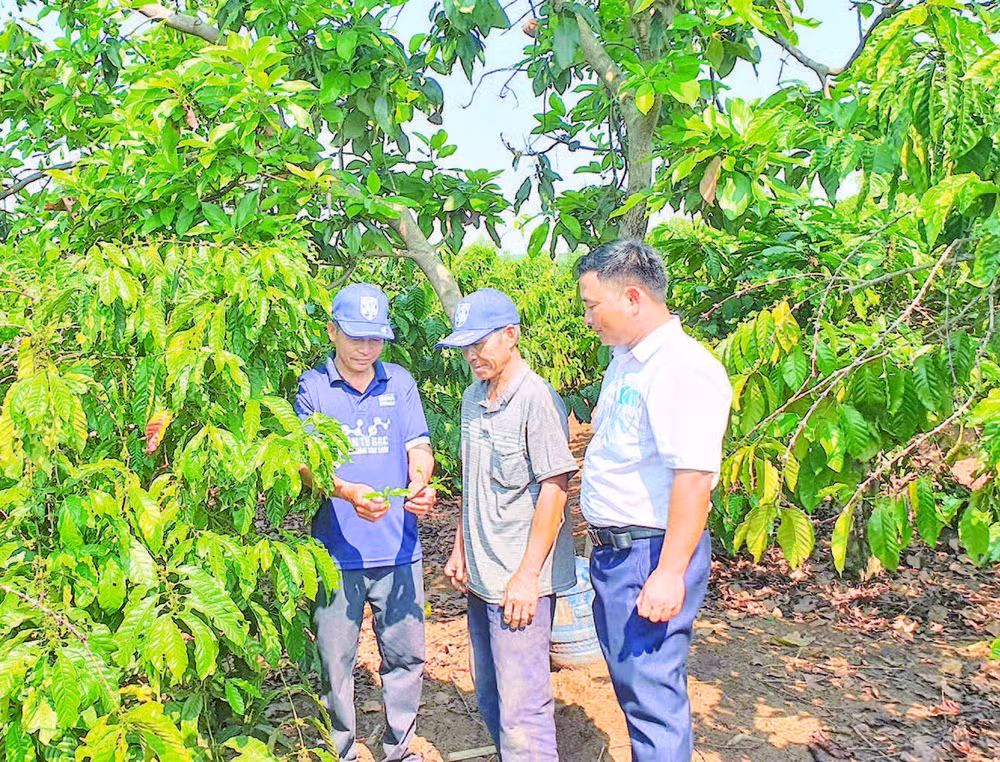 Cán bộ xã Mô Rai, tỉnh Quảng Ngãi (mới) hướng dẫn nông dân kỹ thuật chăm sóc cây cà-phê.