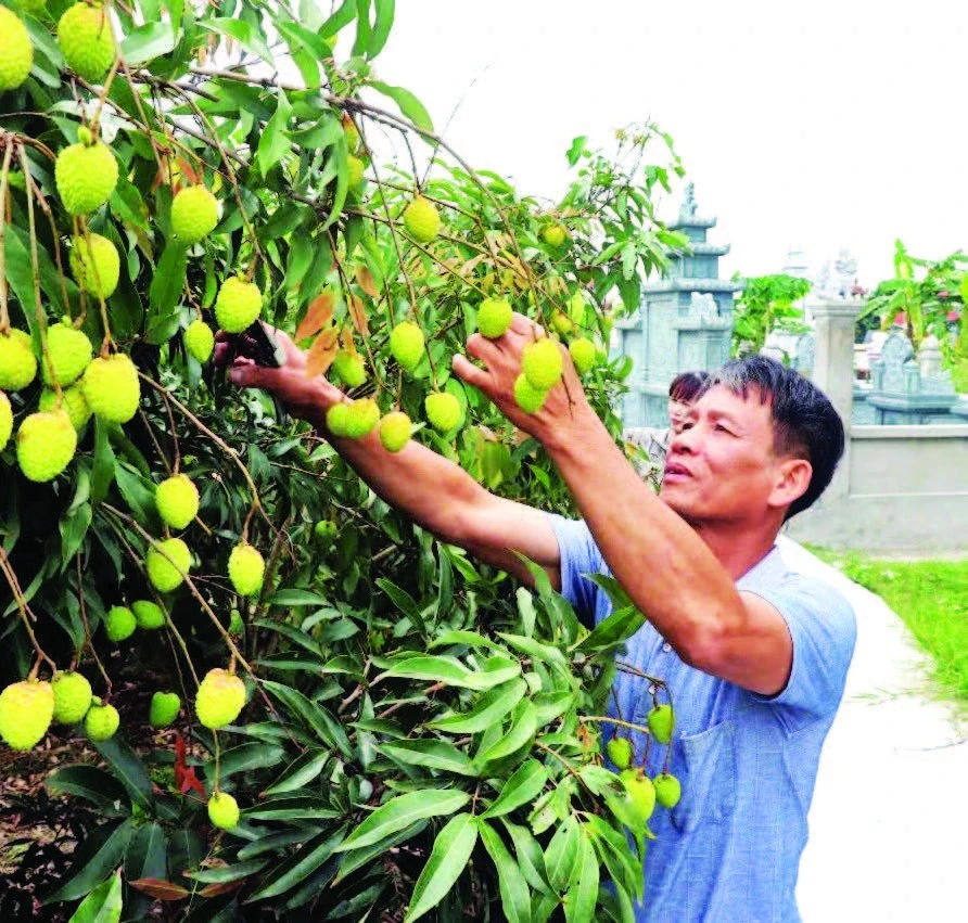 Nông dân Phù Cừ được mùa vải.