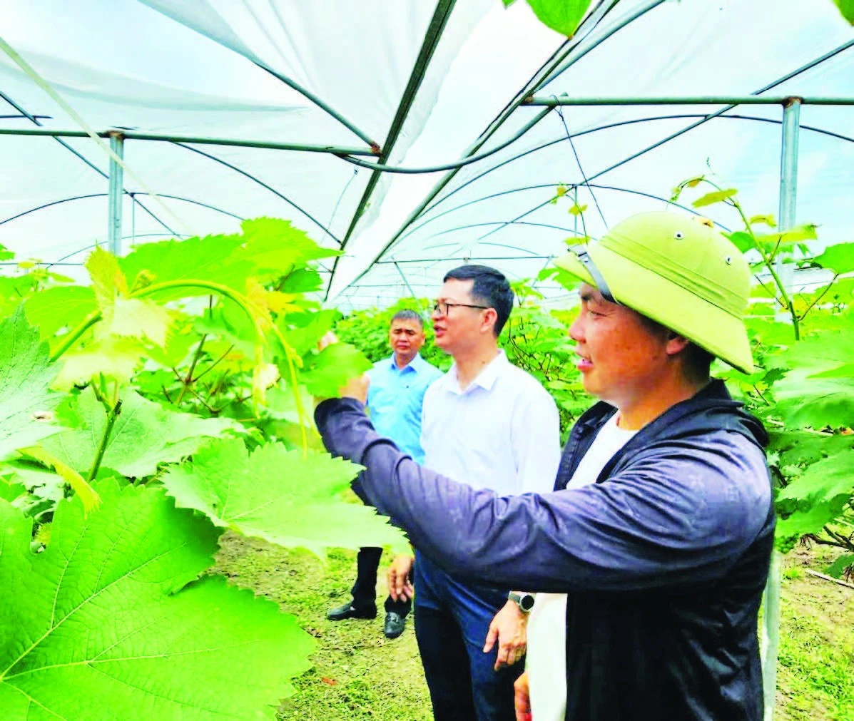 Mô hình trồng nho Hạ đen của Hợp tác xã kinh doanh dịch vụ nông nghiệp tổng hợp Việt Huyền, xã Đầm Hà, huyện Đầm Hà, Quảng Ninh.