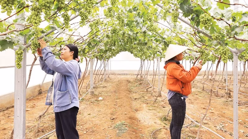 Nông dân phường Đô Vinh, tỉnh Khánh Hòa thu hoạch nho. (Ảnh: CÔNG ĐẠT)