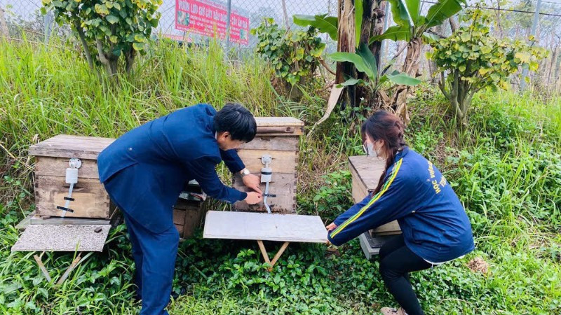 Trung tâm Nghiên cứu ong và nuôi ong nhiệt đới (Học viện Nông nghiệp Việt Nam) nghiên cứu và chuyển giao quy trình công nghệ nuôi ong cho các hộ nuôi ong trên cả nước. (Ảnh: TRÀ MY)