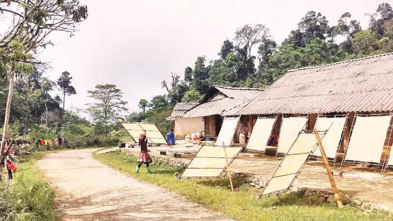 Người H'Mông ở Pà Cò miệt mài giữ nghề làm giấy giang. (Ảnh: LÊ BÍCH)