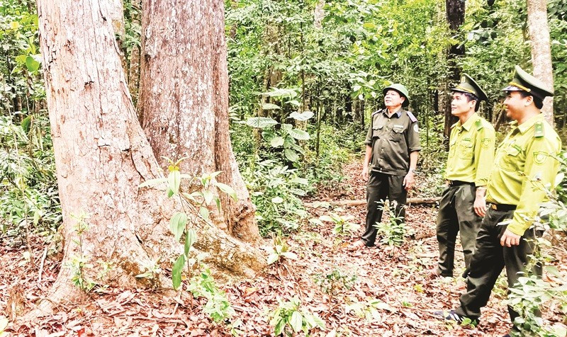 Cán bộ kiểm lâm tuần tra rừng, góp phần bảo vệ diện tích rừng nguyên sinh, bảo đảm giá trị tín chỉ carbon.