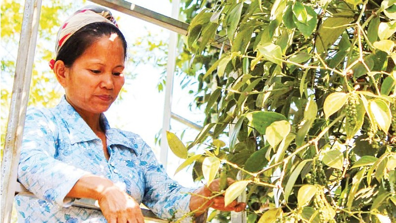 Nông dân tỉnh Đắk Lắk thu hoạch hồ tiêu. (Ảnh: HÀ THẮNG)