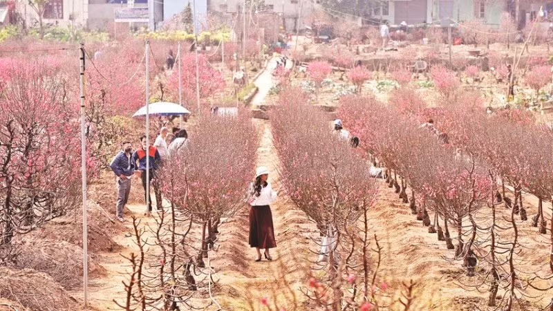 Nhiều người dân Hà Nội tìm đến tận vườn đào Nhật Tân để chọn những cành đào đẹp. (Ảnh:: KHÁNH AN)