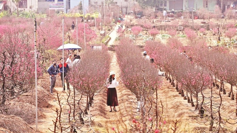 Nhiều người dân Hà Nội tìm đến tận vườn đào Nhật Tân để chọn những cành đào đẹp. (Ảnh:: KHÁNH AN)