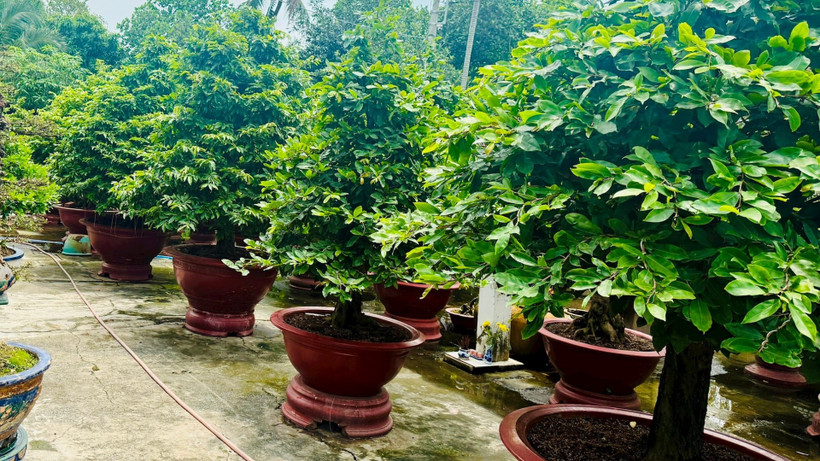 Vườn mai của chú Lê Văn Tám.