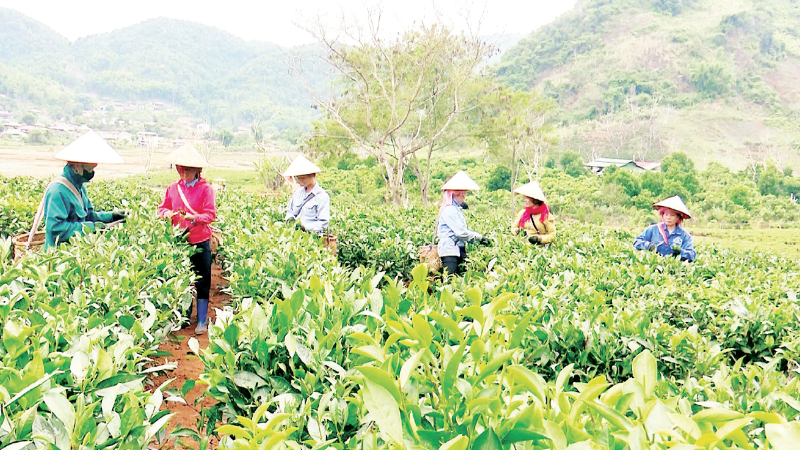 Phong trào “nông dân thi đua lao động sản xuất” góp phần quan trọng trong thành tựu phát triển kinh tế nông-lâm nghiệp và chuyển đổi cơ cấu cây trồng tại tỉnh Điện Biên.
