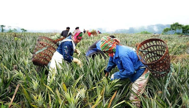 Người dân thu hoạch dứa ở Tân Uyên. (Ảnh TRẦN TUẤN)