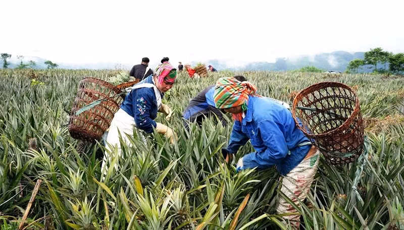 Người dân thu hoạch dứa ở Tân Uyên. (Ảnh TRẦN TUẤN)