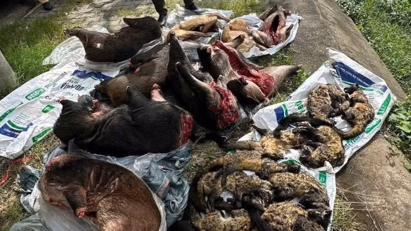 Số thịt lớn nghi là động vật hoang dã vừa bị Cảnh sát giao thông Công an thành phố Đà Nẵng phát hiện, bắt giữ. (Ảnh: Công an cung cấp)
