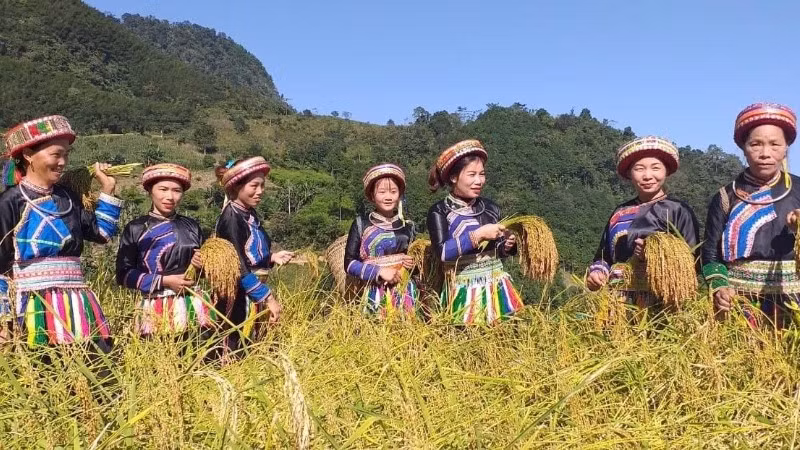 Đồng bào dân tộc Dao ở xã Thượng Minh, tỉnh Thái Nguyên thu hoạch lúa nếp Tài bằng phương pháp hái từng bông truyền thống.
