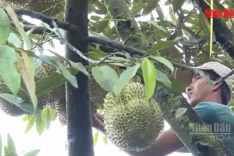 [Video] Phân cấp cho cấp xã cấp mã số vùng trồng, cơ sở đóng gói