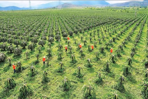 Nhiều nông dân trồng giống thanh long mới.