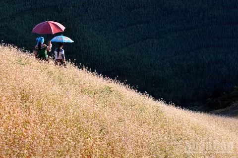 Du lịch Việt Nam tăng trưởng ấn tượng trong quý I/2026. 